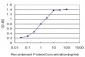 YAP1 Antibody (monoclonal) (M03)