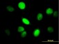 YAP1 Antibody (monoclonal) (M03)