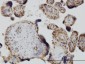 YAP1 Antibody (monoclonal) (M03)