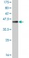 YAP1 Antibody (monoclonal) (M03)