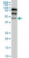 YAP1 Antibody (monoclonal) (M03)