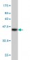 YWHAG Antibody (monoclonal) (M02)