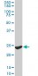 YWHAG Antibody (monoclonal) (M02)