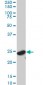 YWHAG Antibody (monoclonal) (M02)