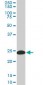 YWHAG Antibody (monoclonal) (M02)