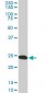 YWHAG Antibody (monoclonal) (M02)