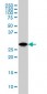 YWHAG Antibody (monoclonal) (M02)