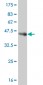 YY1 Antibody (monoclonal) (M01)