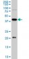 YY1 Antibody (monoclonal) (M01)