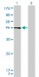YY1 Antibody (monoclonal) (M01)