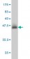 YY1 Antibody (monoclonal) (M02)