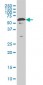 YY1 Antibody (monoclonal) (M02)