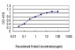 YY1 Antibody (monoclonal) (M03)