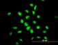 YY1 Antibody (monoclonal) (M03)