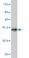 YY1 Antibody (monoclonal) (M03)