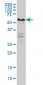 YY1 Antibody (monoclonal) (M03)