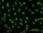 YY1 Antibody (monoclonal) (M04)