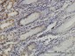 YY1 Antibody (monoclonal) (M04)