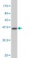 YY1 Antibody (monoclonal) (M04)