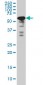 YY1 Antibody (monoclonal) (M04)