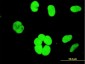 YY1 Antibody (monoclonal) (M05)