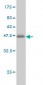 YY1 Antibody (monoclonal) (M05)