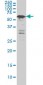 YY1 Antibody (monoclonal) (M05)