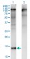 ZBTB16 Antibody (monoclonal) (M01)