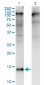 ZBTB16 Antibody (monoclonal) (M01)
