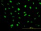 ZFHX1B Antibody (monoclonal) (M03)