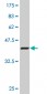 ZFHX1B Antibody (monoclonal) (M03)