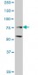 ZFHX1B Antibody (monoclonal) (M03)