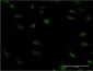 ZFHX1B Antibody (monoclonal) (M04)