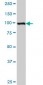 ZFHX1B Antibody (monoclonal) (M04)