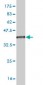 ZFP36L1 Antibody (monoclonal) (M02)