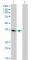 ZFP36L1 Antibody (monoclonal) (M02)