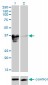 ZFP36L1 Antibody (monoclonal) (M02)