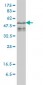 ZFYVE19 Antibody (monoclonal) (M01)