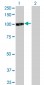 ZHX2 Antibody (monoclonal) (M01)