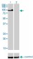 ZHX2 Antibody (monoclonal) (M01)