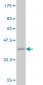 ZIC1 Antibody (monoclonal) (M03)