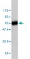ZNF174 Antibody (monoclonal) (M01)