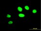 ZNF207 Antibody (monoclonal) (M01)