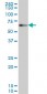 ZNF207 Antibody (monoclonal) (M01)