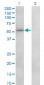 ZNF207 Antibody (monoclonal) (M01)