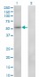 ZNF207 Antibody (monoclonal) (M01)