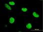 ZNF207 Antibody (monoclonal) (M02)