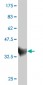 ZNF207 Antibody (monoclonal) (M02)