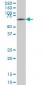 ZNF207 Antibody (monoclonal) (M02)