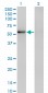 ZNF207 Antibody (monoclonal) (M02)